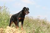 BEAUCERON 217